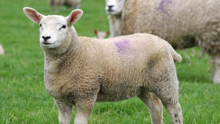 Copper Poisoning In Sheep 